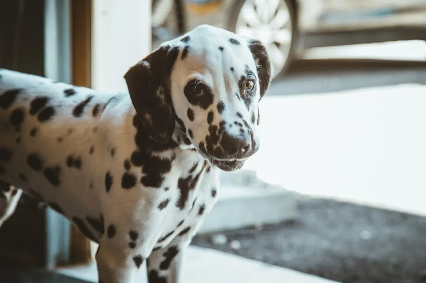 Dalmatian dog visiting Harbor House, supporting the Hawaii Island Humane Society